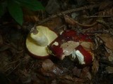 Russula aurea image