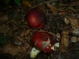 Russula aurea image