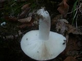 Russula cyanoxantha image