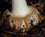 Amanita australis image