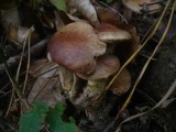 Suillus viscidus image