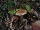 Suillus viscidus image