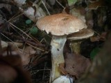 Suillus viscidus var. brunneus image