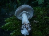 Amanita excelsa image
