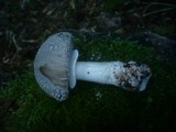 Amanita excelsa image