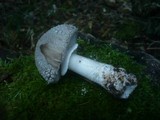 Amanita excelsa image