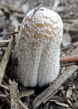 Coprinellus flocculosus image