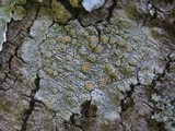 Lecanora chlarotera image