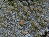Lecanora chlarotera image
