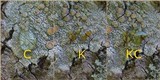 Lecanora chlarotera image