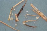 Marasmiellus vaillantii image