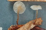 Marasmiellus vaillantii image