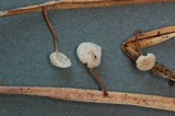 Marasmiellus vaillantii image