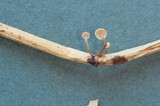 Marasmiellus vaillantii image