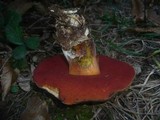 Boletus erythropus image