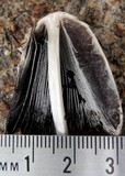 Coprinellus flocculosus image