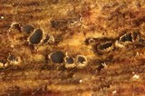 Hyaloscypha vitreola image