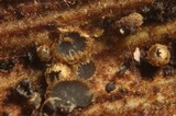 Hyaloscypha vitreola image