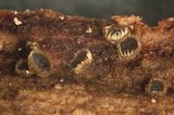 Hyaloscypha vitreola image