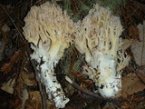 Ramaria botrytis image