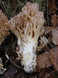 Ramaria botrytis image