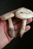 Amanita baccata image