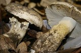 Amanita baccata image
