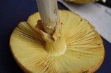 Amanita cochiseana image