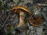 Cortinarius quercilicis image