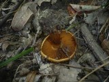 Cortinarius quercilicis image