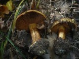 Cortinarius quercilicis image