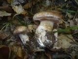 Cortinarius aprinus image
