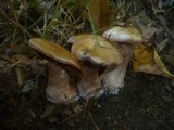 Cortinarius aprinus image