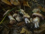 Cortinarius aprinus image
