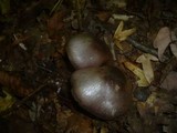 Cortinarius infractus image