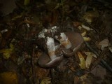 Cortinarius infractus image