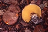Suillus lakei image