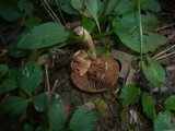 Hebeloma pallidoluctuosum image
