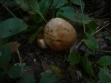 Hebeloma pallidoluctuosum image
