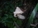 Helvella crispa image