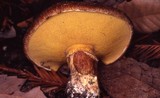 Suillus lakei image