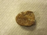Tuber gibbosum image