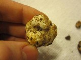Tuber gibbosum image