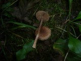 Inocybe cincinnata image