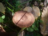 Lactarius subumbonatus image