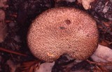 Suillus lakei image