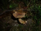 Lactarius subumbonatus image