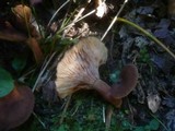 Lactarius subumbonatus image