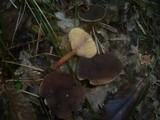 Lactarius subumbonatus image
