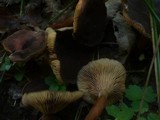 Lactarius subumbonatus image